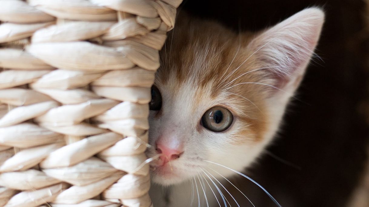Social Cat