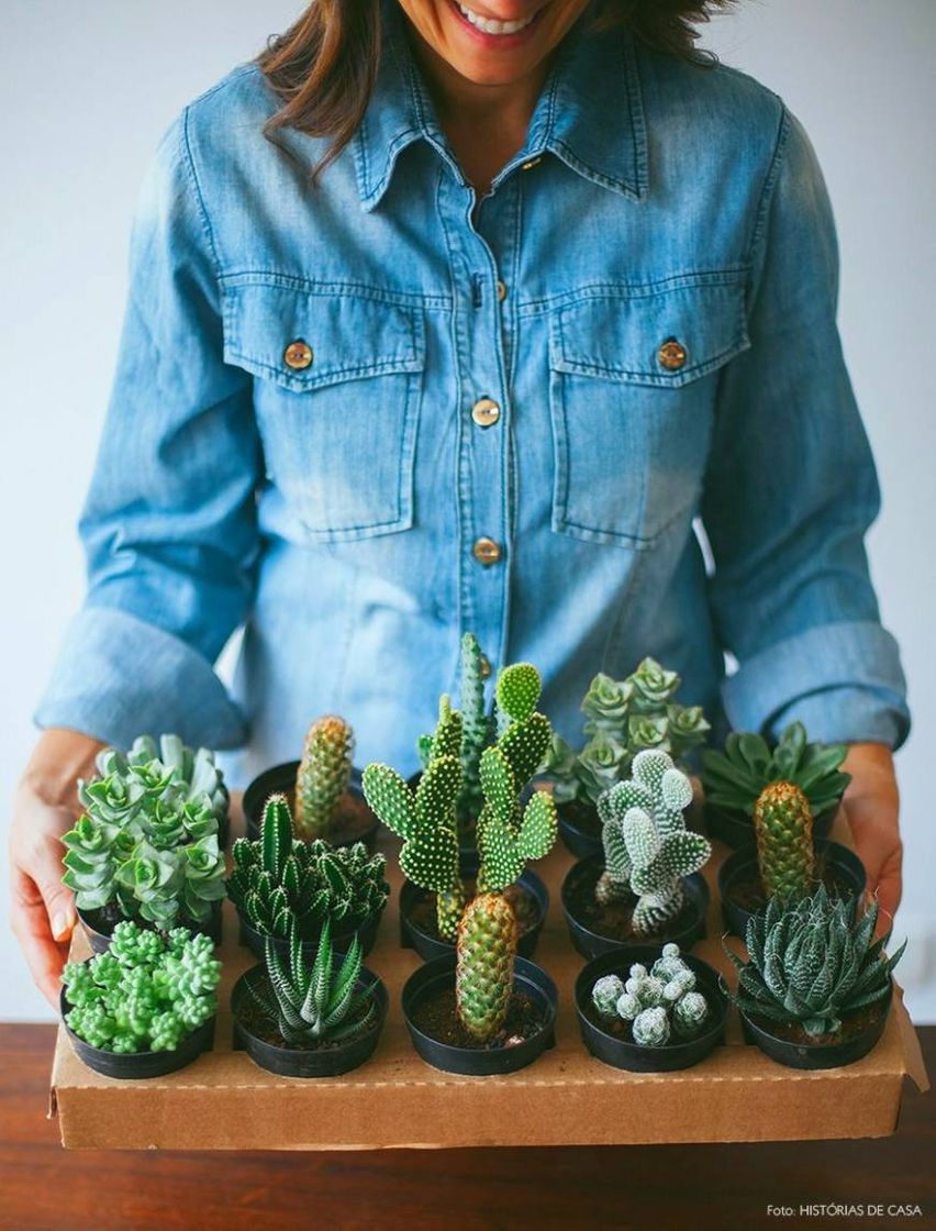 Fashion Mini cactos 