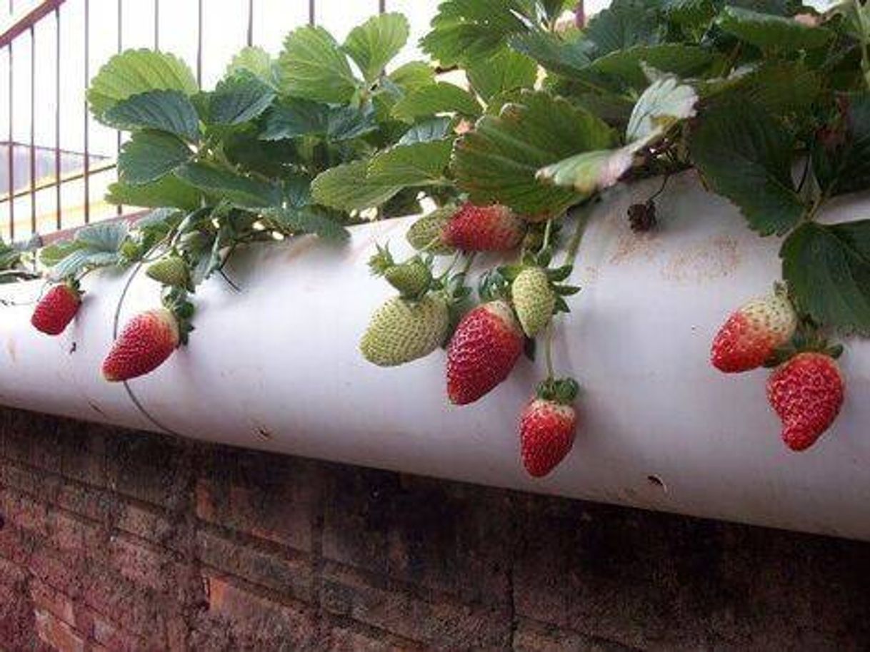 Social Como plantar morangos em cano de PVC