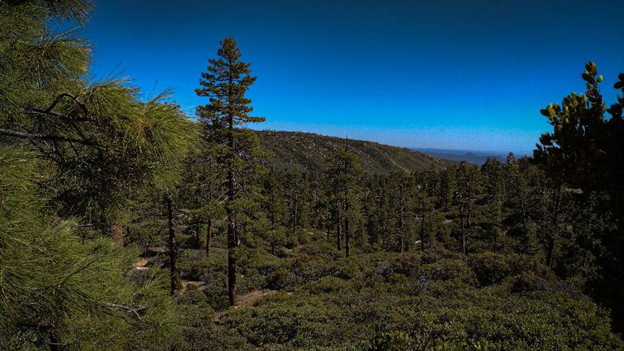 Lugar Parque Nacional Sierra de San Pedro Mártir