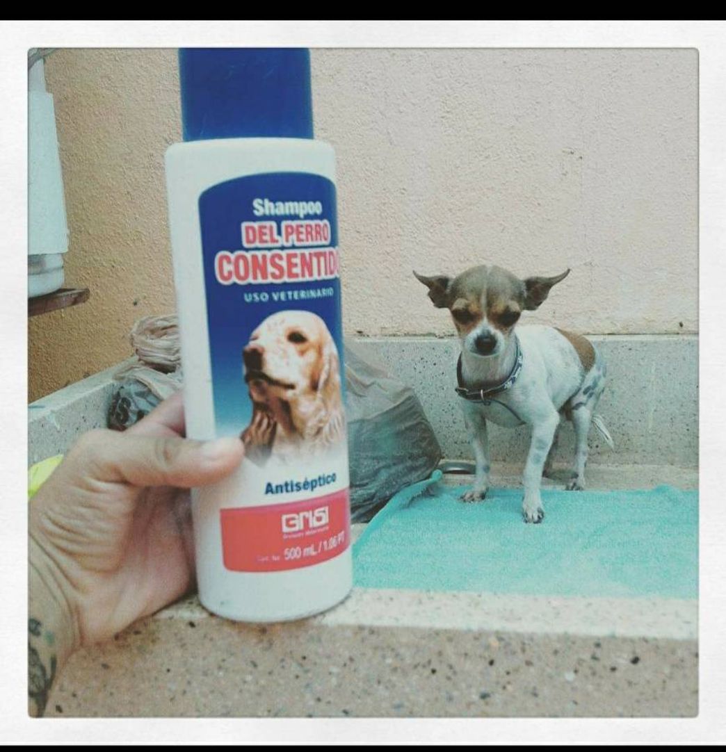 Social Shampoo Antipulgas para Perro