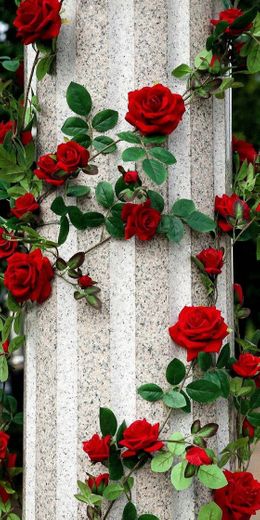 Wallpaper rosas