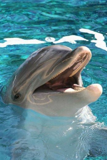 Quantos dentes um golfinho tem?