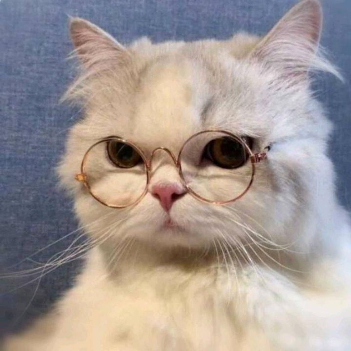 Fashion Gato de óculos👓