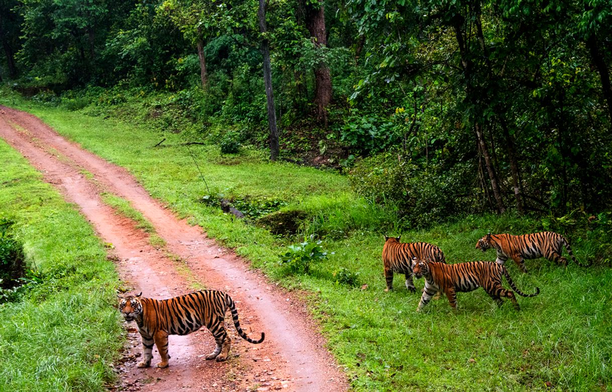 Lugar Kanha Tiger Reserve