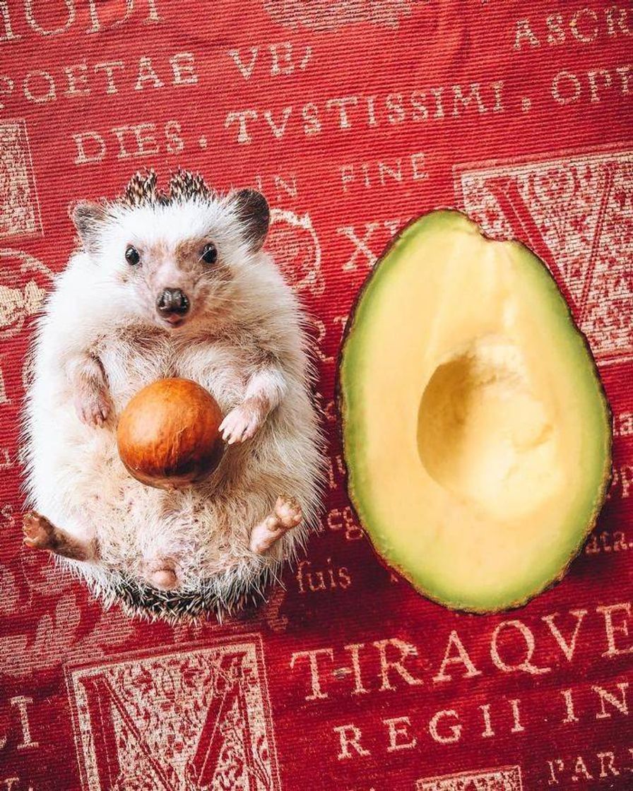 Moda 🦔🥑