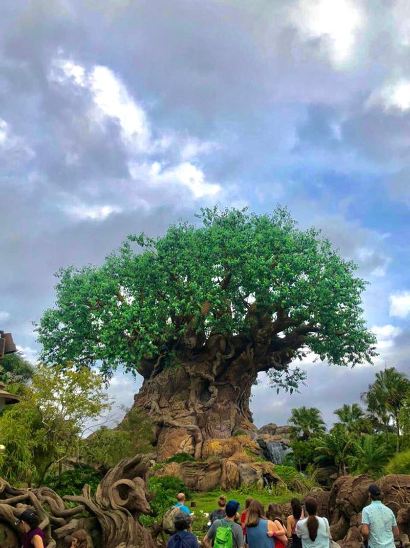 Lugar Animal Kingdom