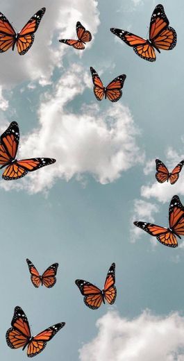 aesthetic butterflies wallpaper 🦋
