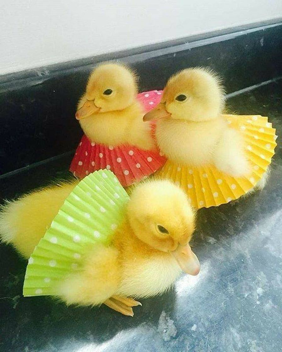 Social 😍🐥