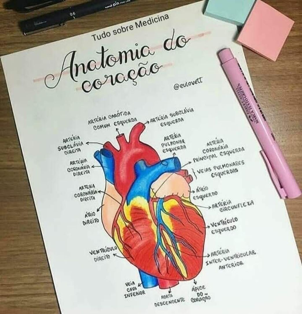 Moda Anatomia do coração 