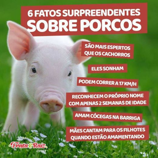6 fatos surpreendentes sobre os porcos