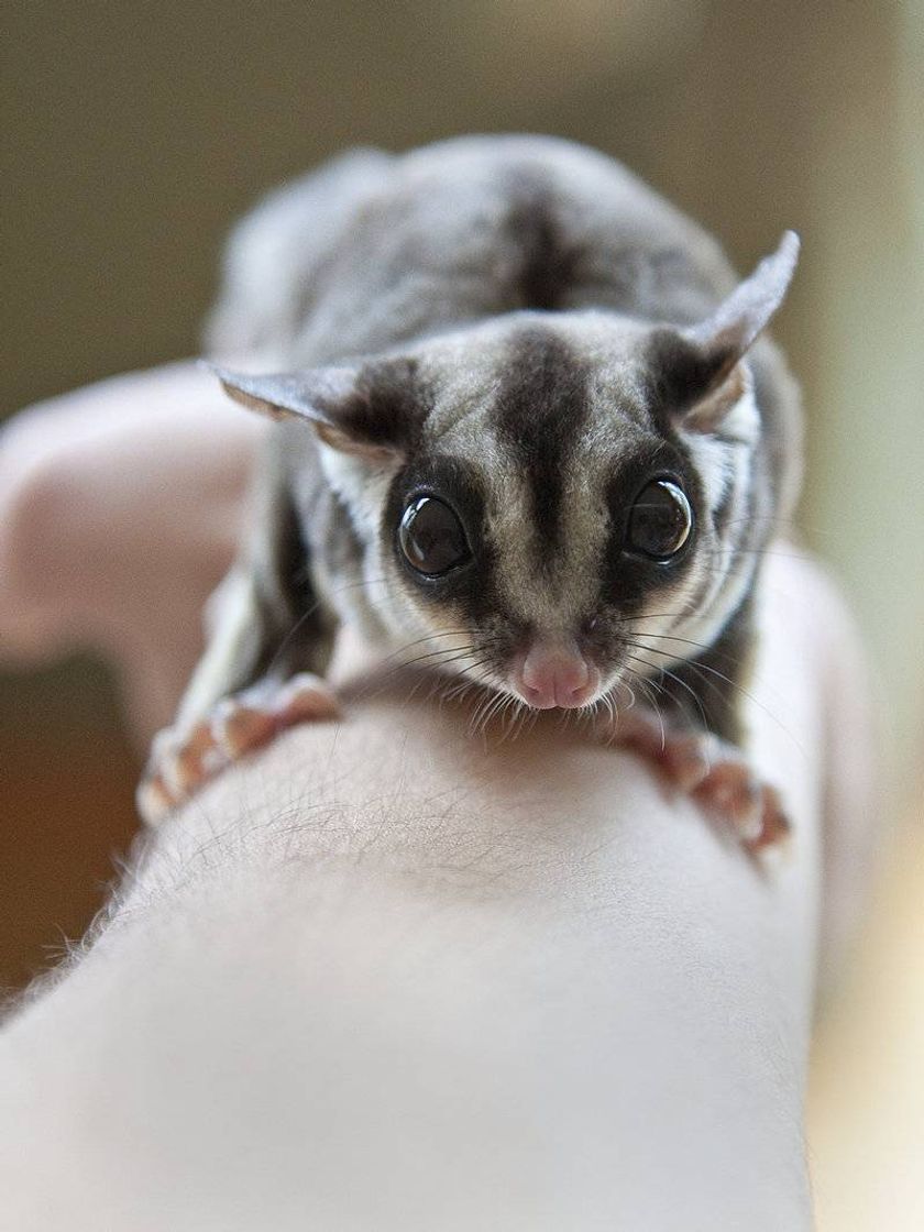 Moda Sugar Glider