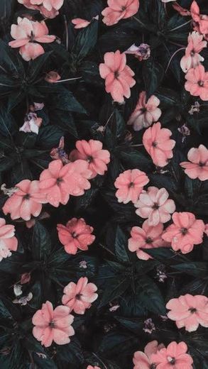 Flower wallpaper
