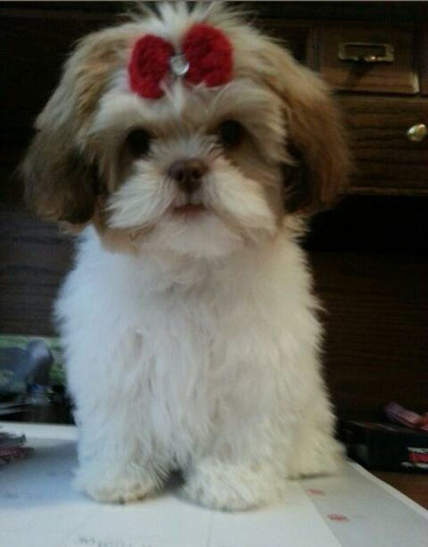 Fashion Shih tzu