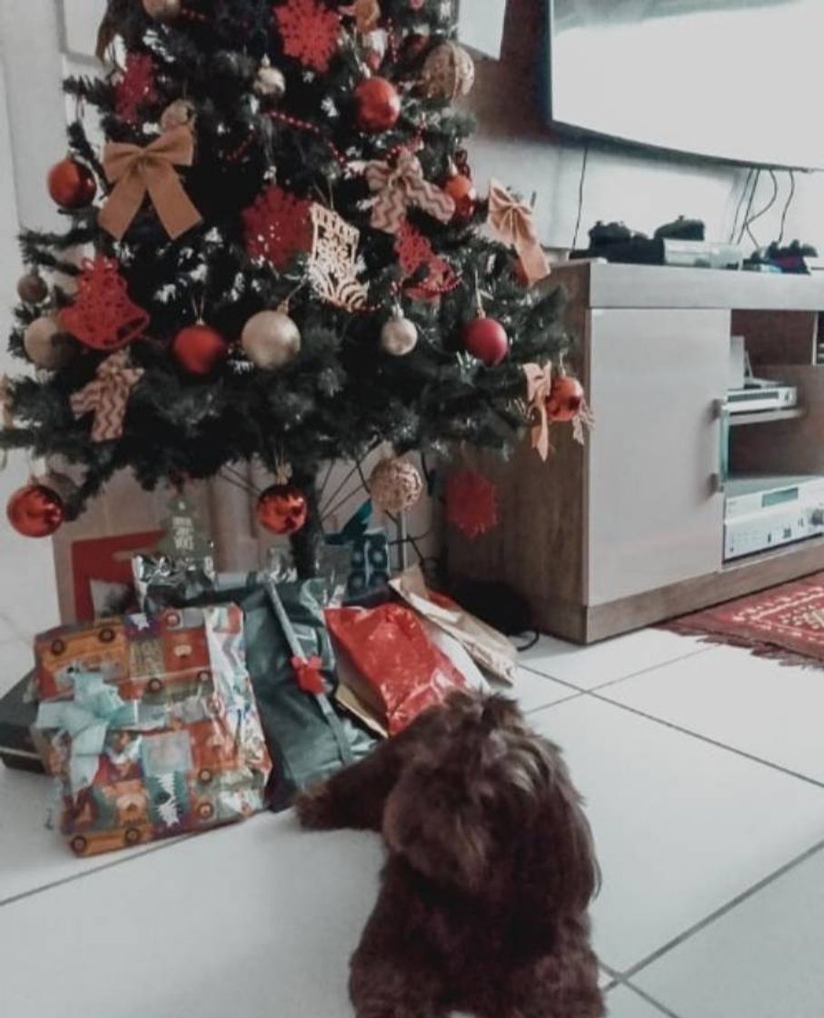 Moda Árvore de natal 🎄🐶