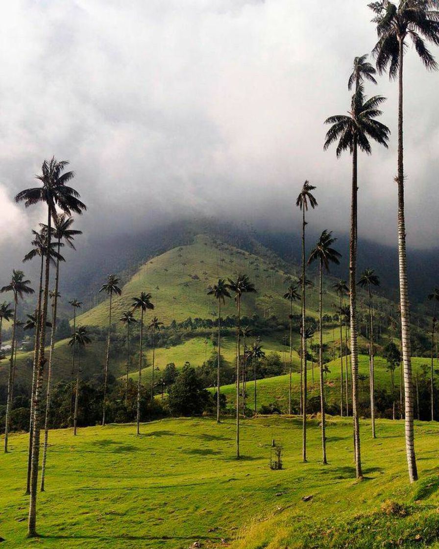 Restaurantes Valle Del Cocora