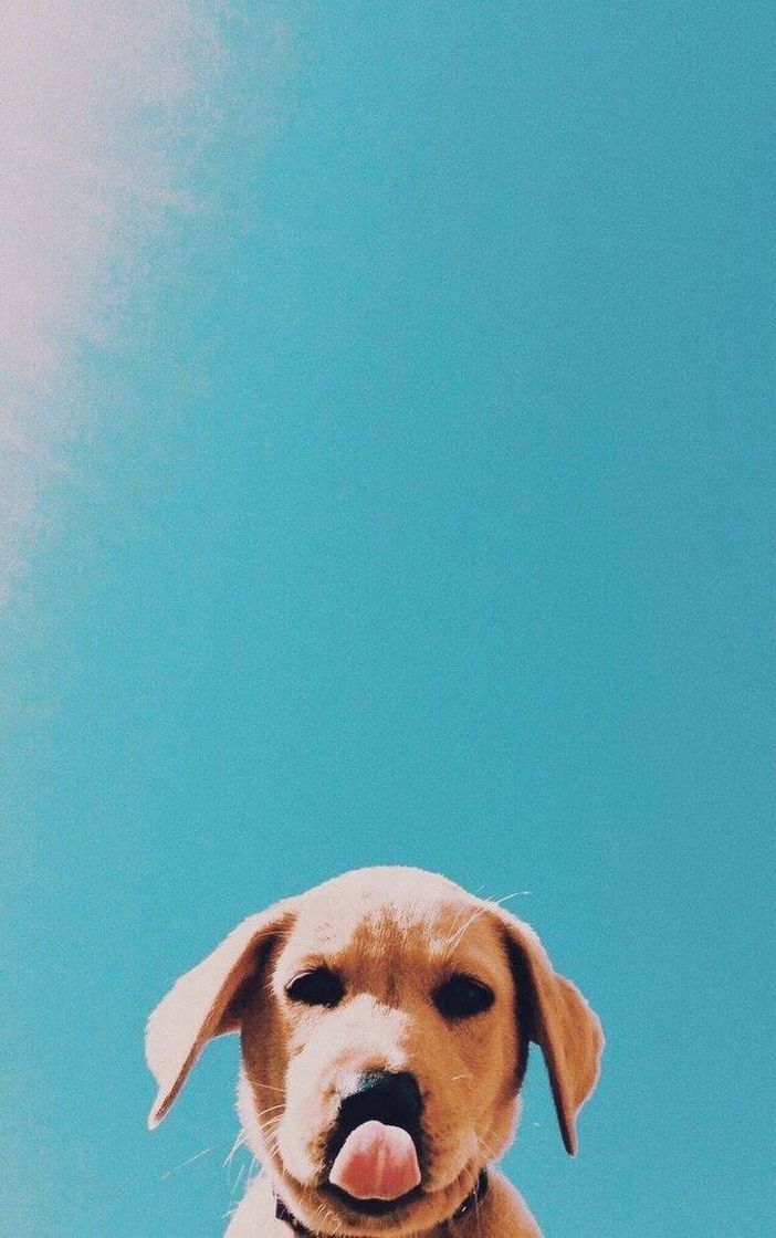 Social Doguinho🐶