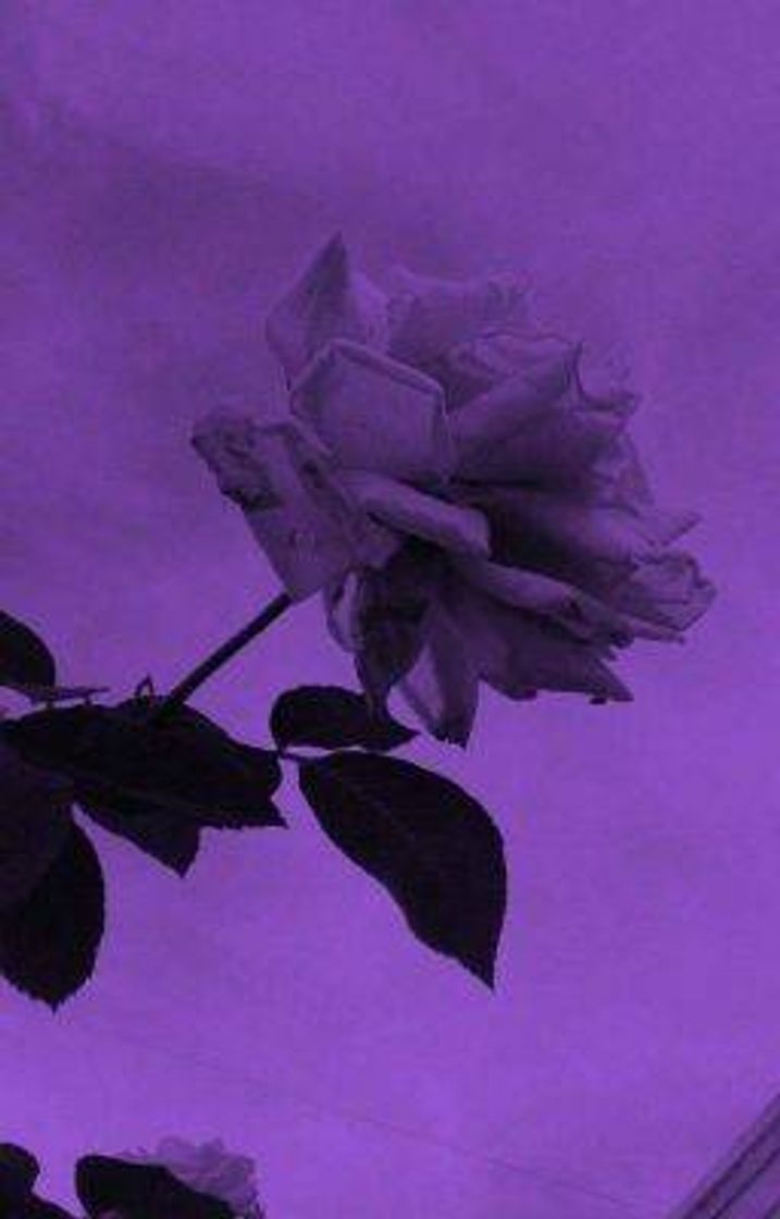 Social ROSES
