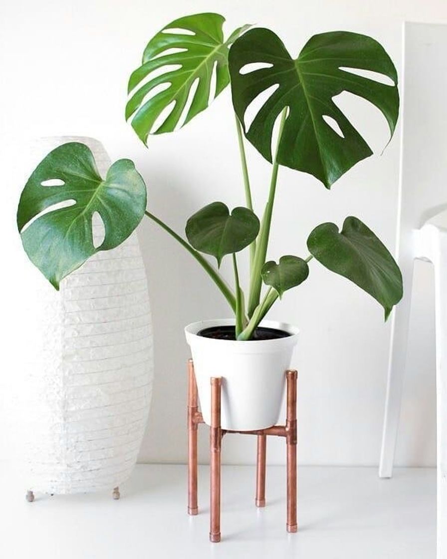 Fashion Plantas | Decor. 🌱