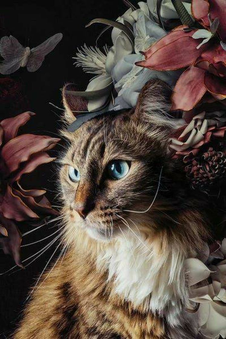 Moda A beautiful and elegant cat