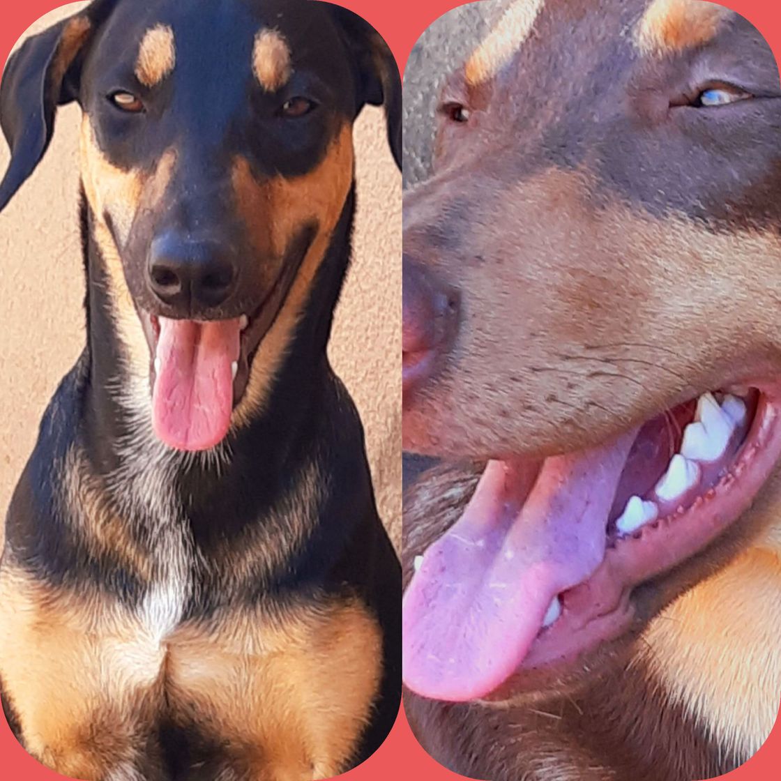 Fashion Meus amores dobermans brasileiros com apenas 1 🤯🤯👏