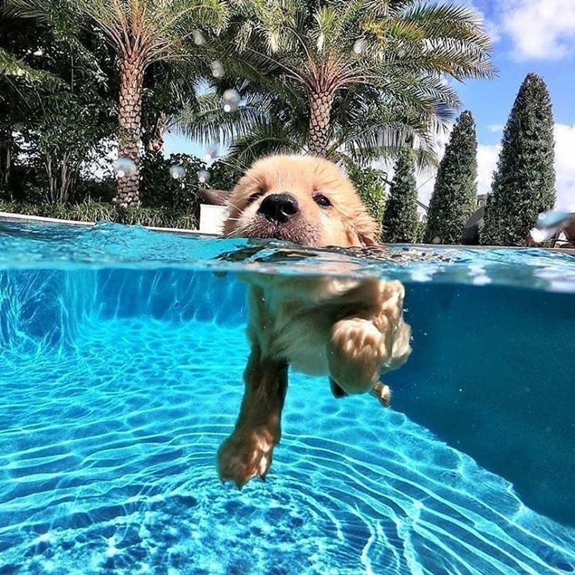 Fashion Um cão abana a cauda com o coração🐾❤️