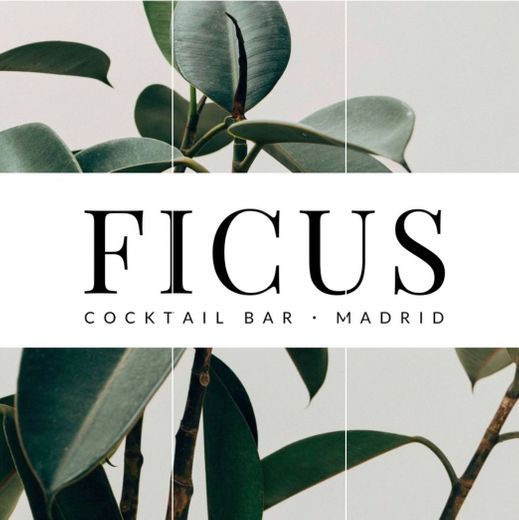 FICUS BAR: Tropical Cocktail Bar🍸🍹