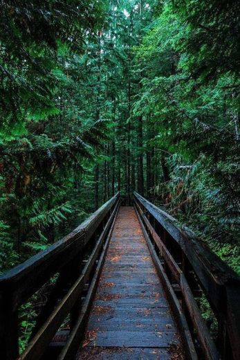 Ponte na floresta