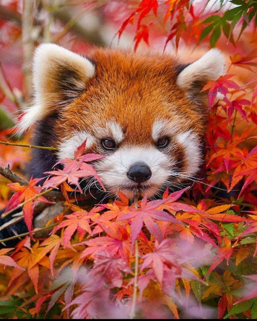 Moda Red panda