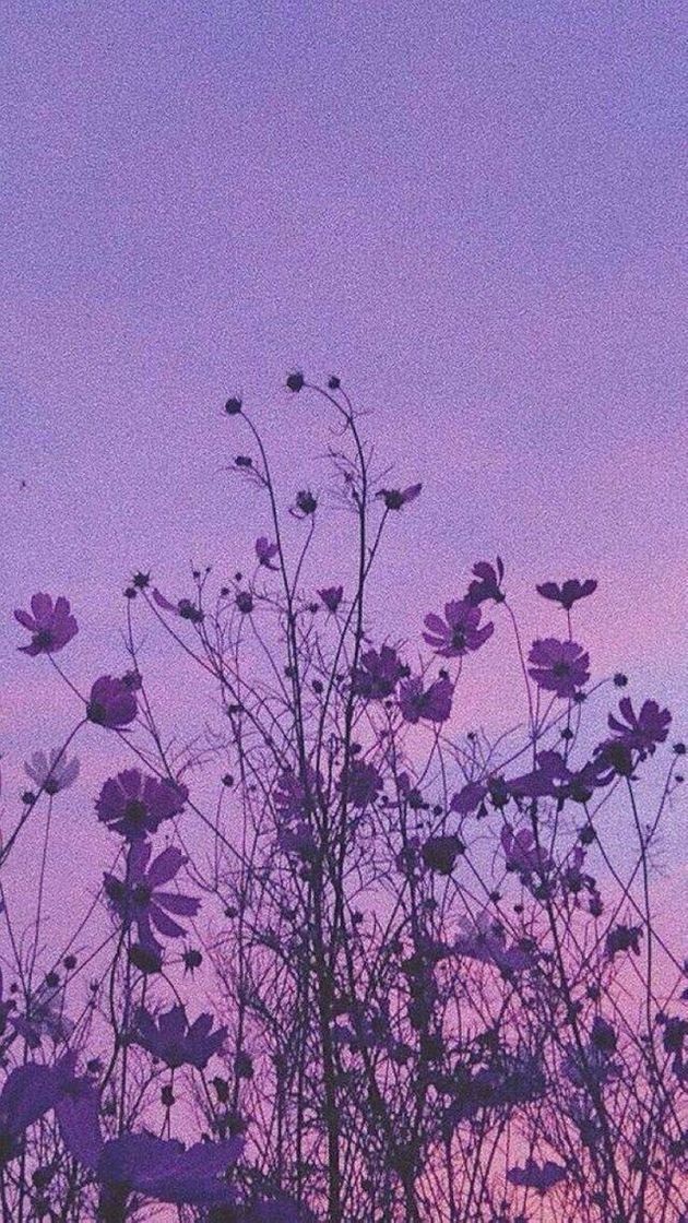Social Flores 💜