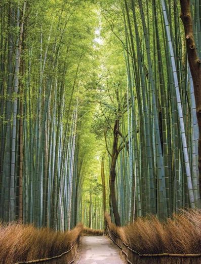 Viajes Japón: bajo el embrujo del bosque de bambú