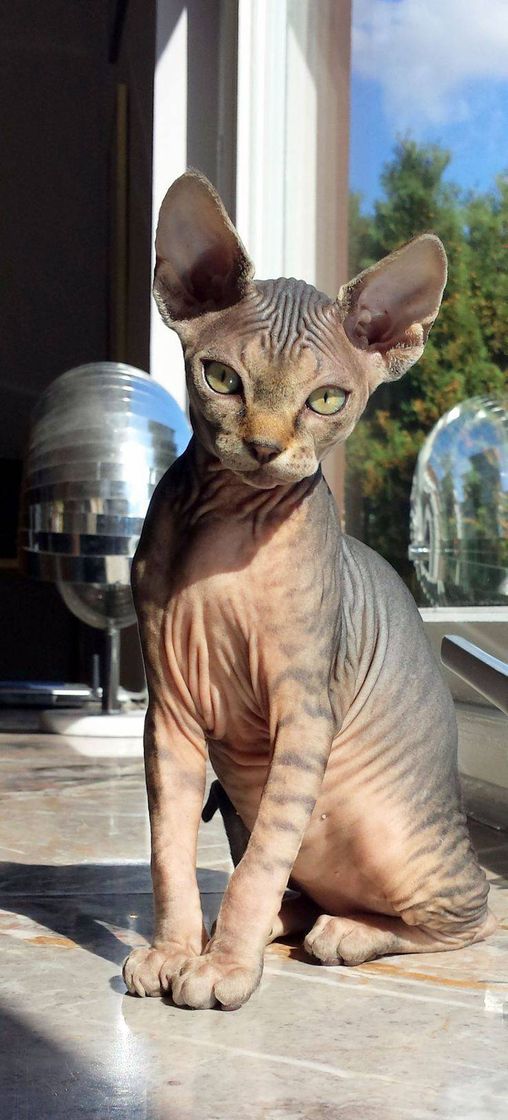 Fashion  sphynx cat