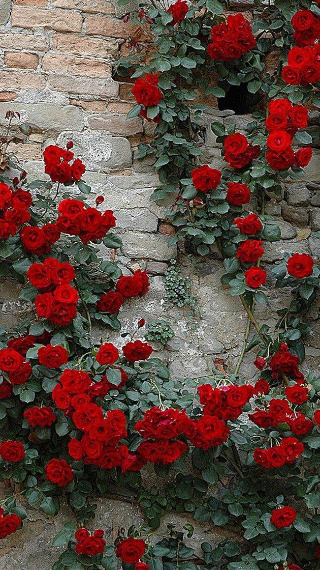 Social Rosas