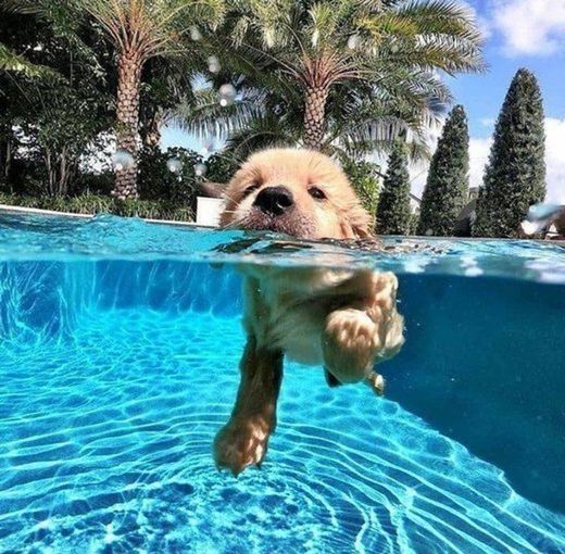 Dog nadador