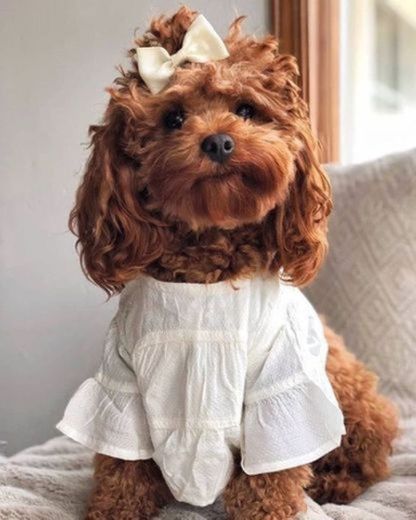 Cachorrinha com vestido