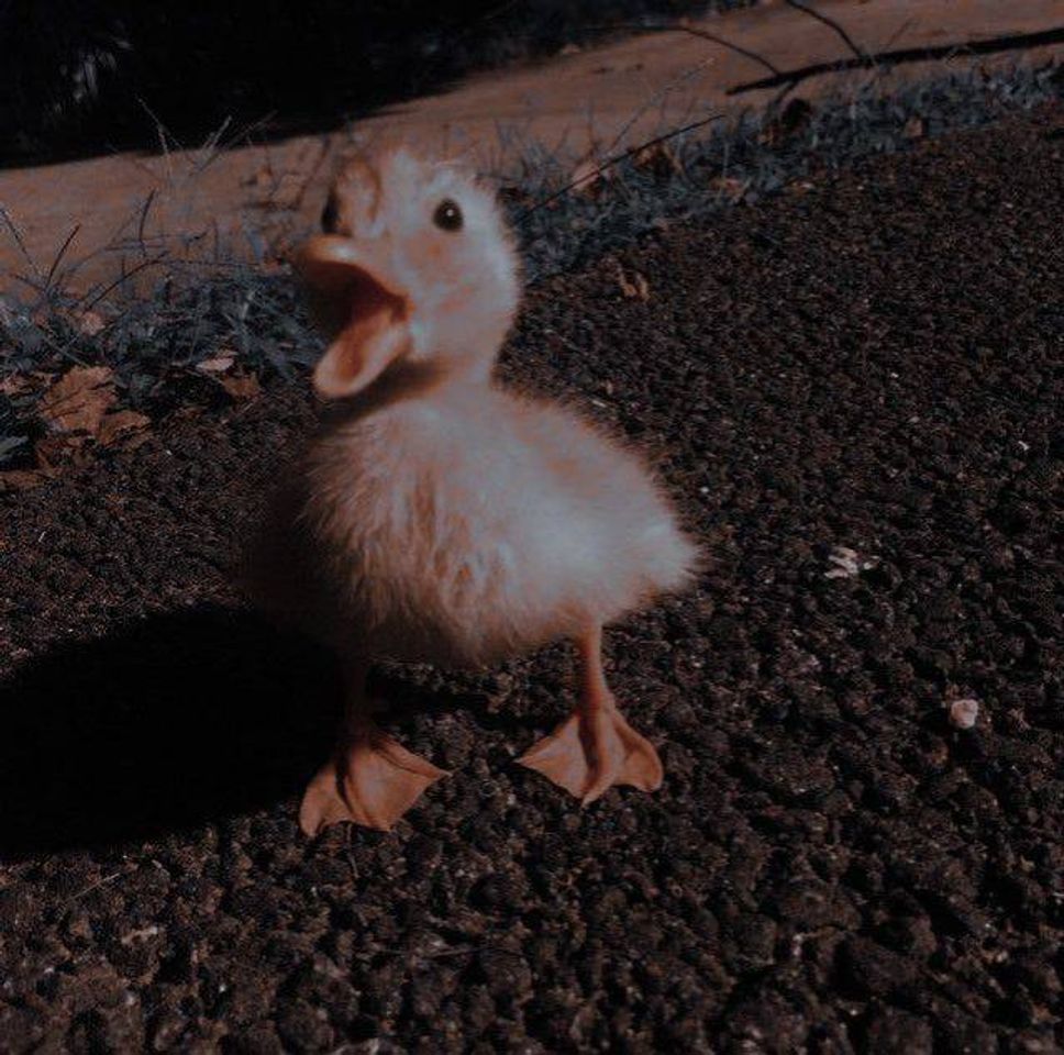 Social Pato filhote