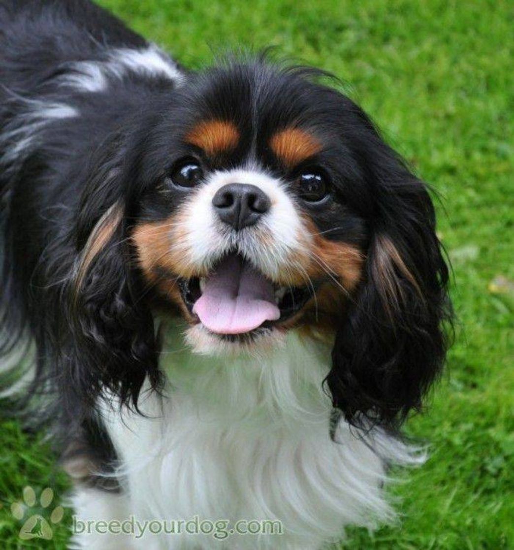 Social Cavalier King Charles