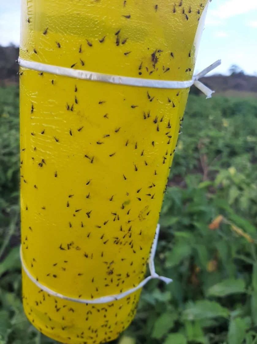 Moda Ação Agrícola 