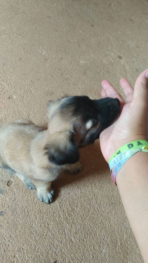 Moda Amor de cachorro