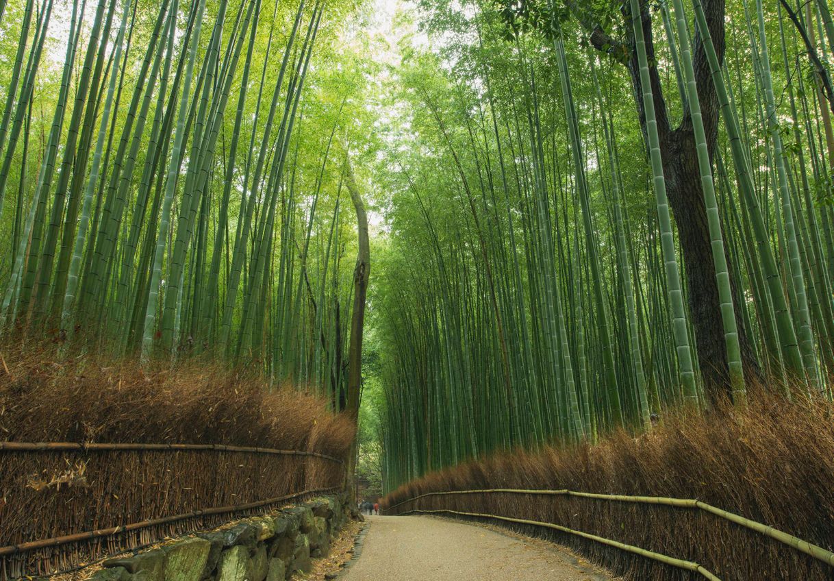 Lugar Arashiyama