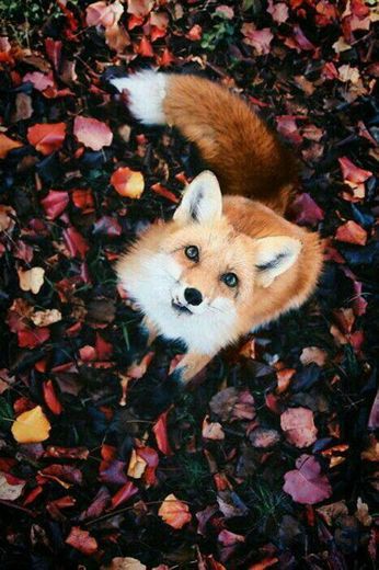 🦊🧡