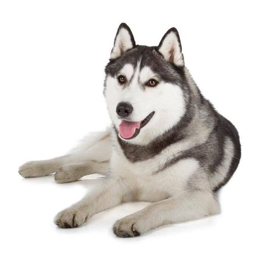 Husky siberiano