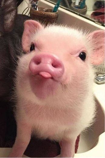 Esse porquinho dando língua é a coisa mais fofa 😍🙈