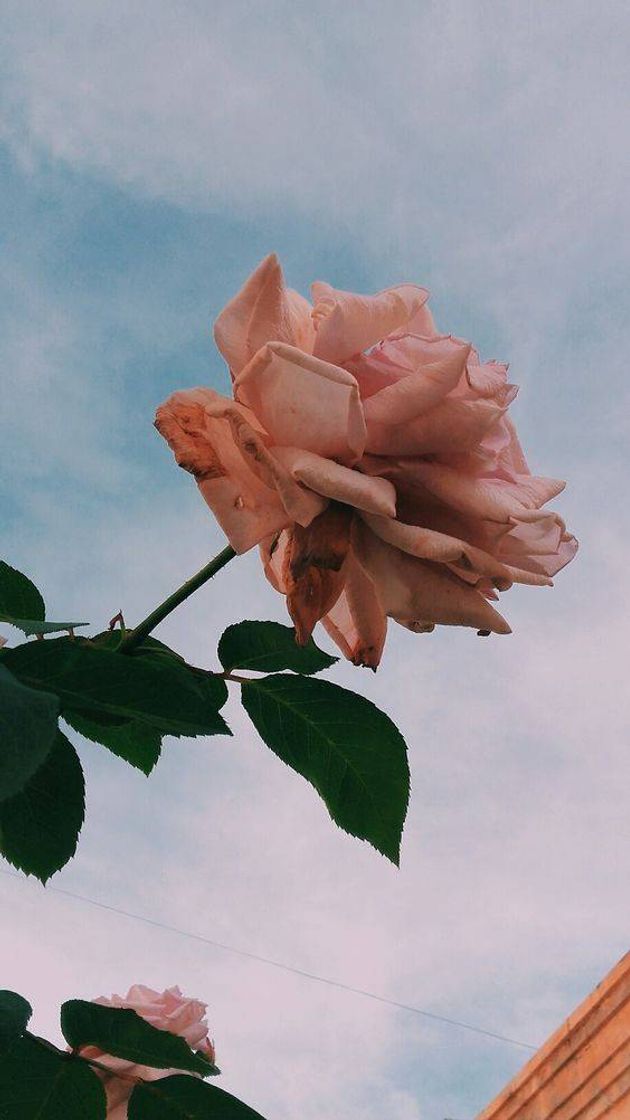 Social Wallpaper ✨
