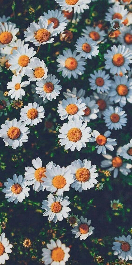 Moda Florais 🌻