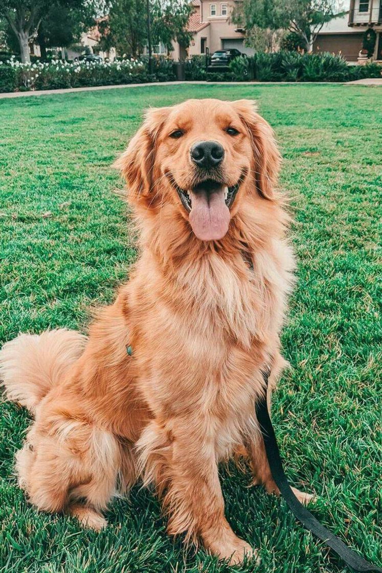 Fashion Golden Retriever 🧡