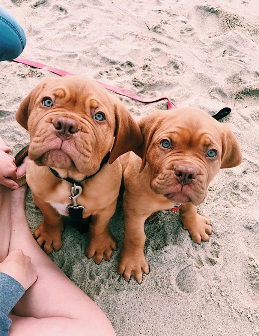 Bulldog