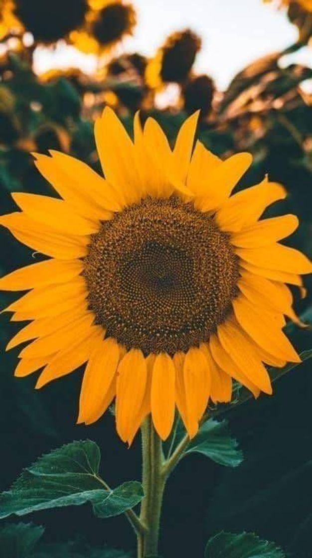 Moda 🌻🌻esse tbm é linda🌻🌻