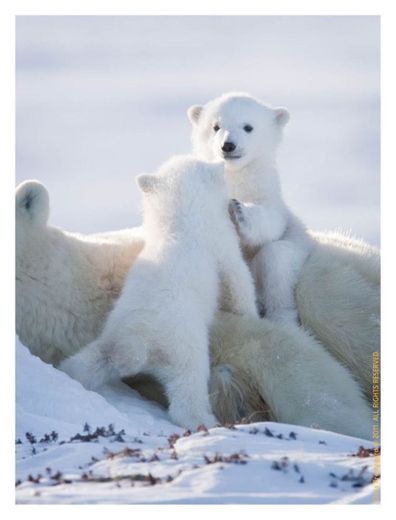 Urso polar 🤍