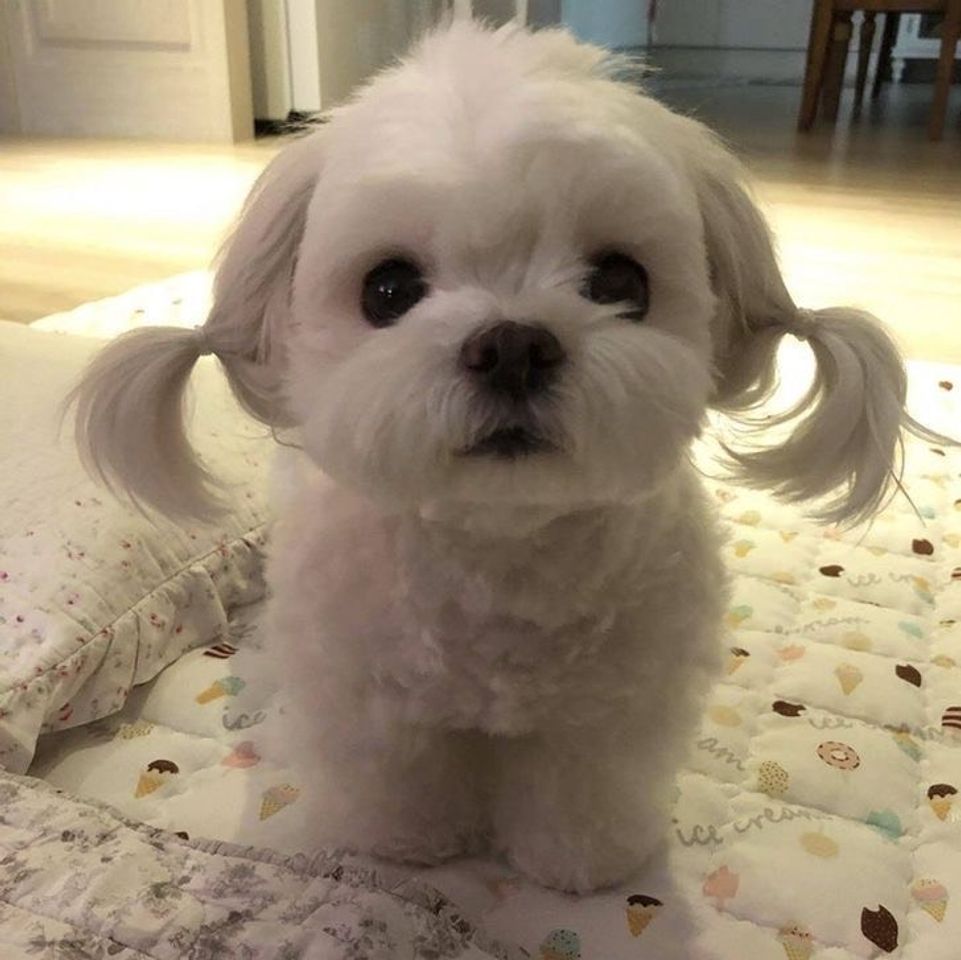 Social Pets